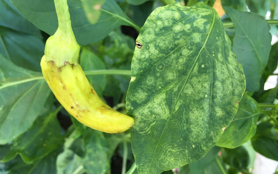 Peppers Get Tomato Spotted Wilt Virus Too!