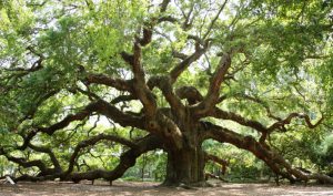 The Angel Oak near Charleston, SC