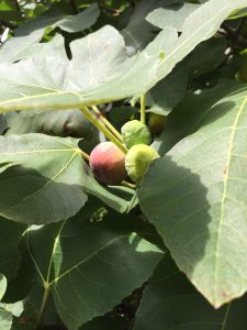 Ripe figs are a deep shade of pink to purple. Larger green figs will ripen in a few days. Photo credit: Carrie Stevenson