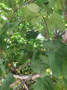 Fig trees can grow quite large and produce hundreds of fruit each year. Photo credit: Carrie Stevenson