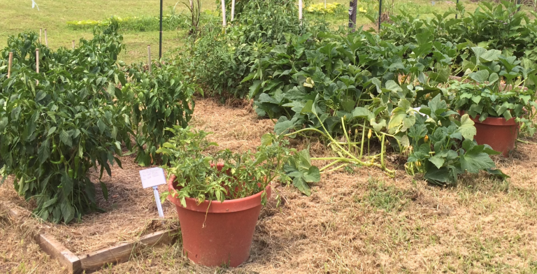 Panhandle Vegetable Gardeners Seeking The “organic” Option Gardening In The Panhandle 