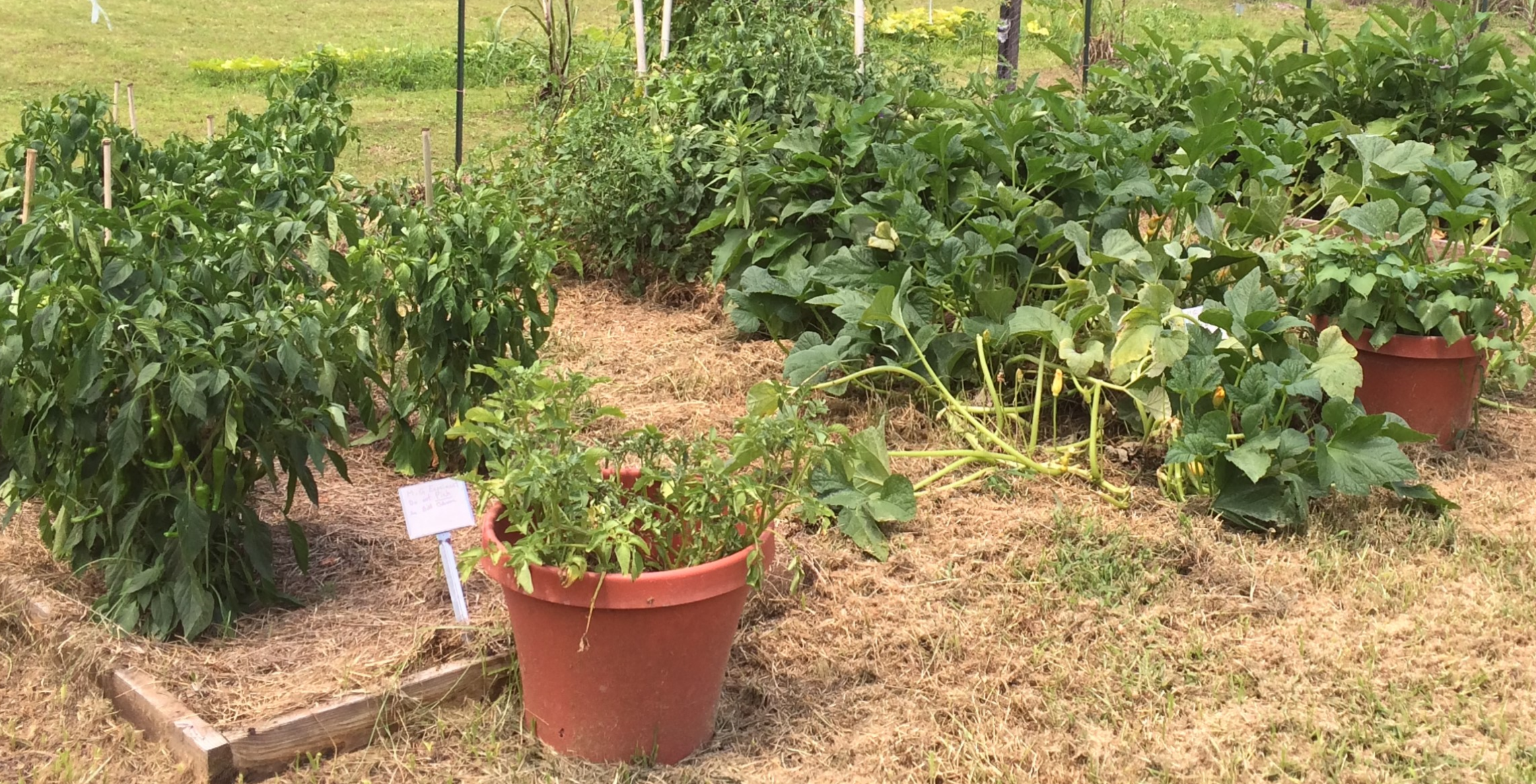 Panhandle Vegetable Gardeners Seeking the “Organic” Option