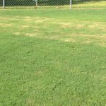 Bermudagrass lawn cut at half-inch different height. Photo: Julie McConnell, UF/IFAS