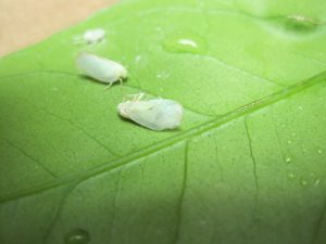 Three growth stages of planthoppers. Photo Credit: UF/IFAS Extension