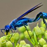 Blue Mud Dauber 2