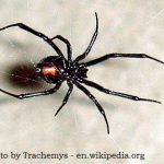 Female-Black-Widow