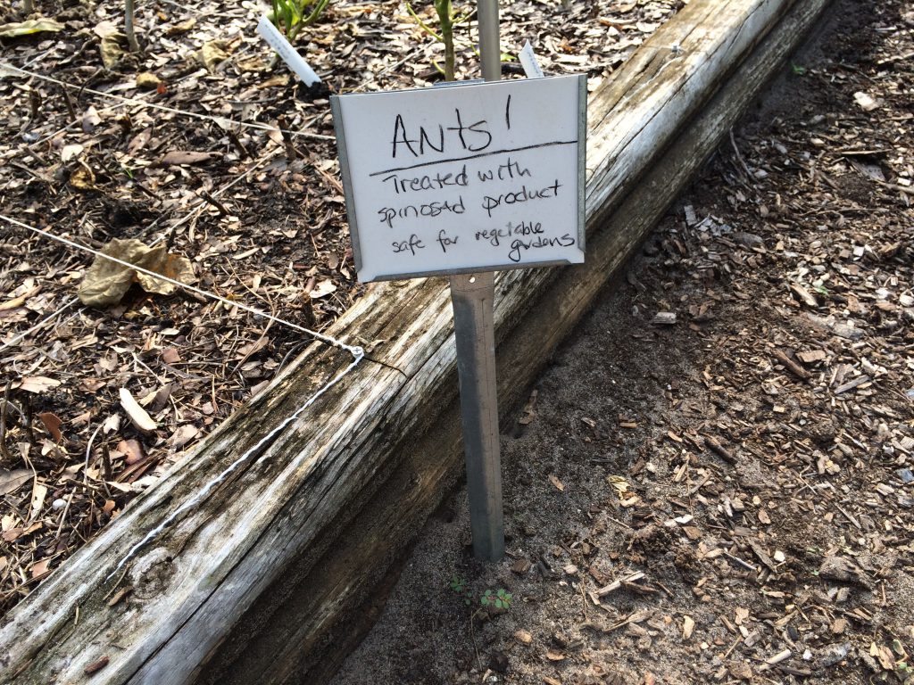 Ants can be treated with spinosad in vegetable gardens. Photo by Molly Jameson. 