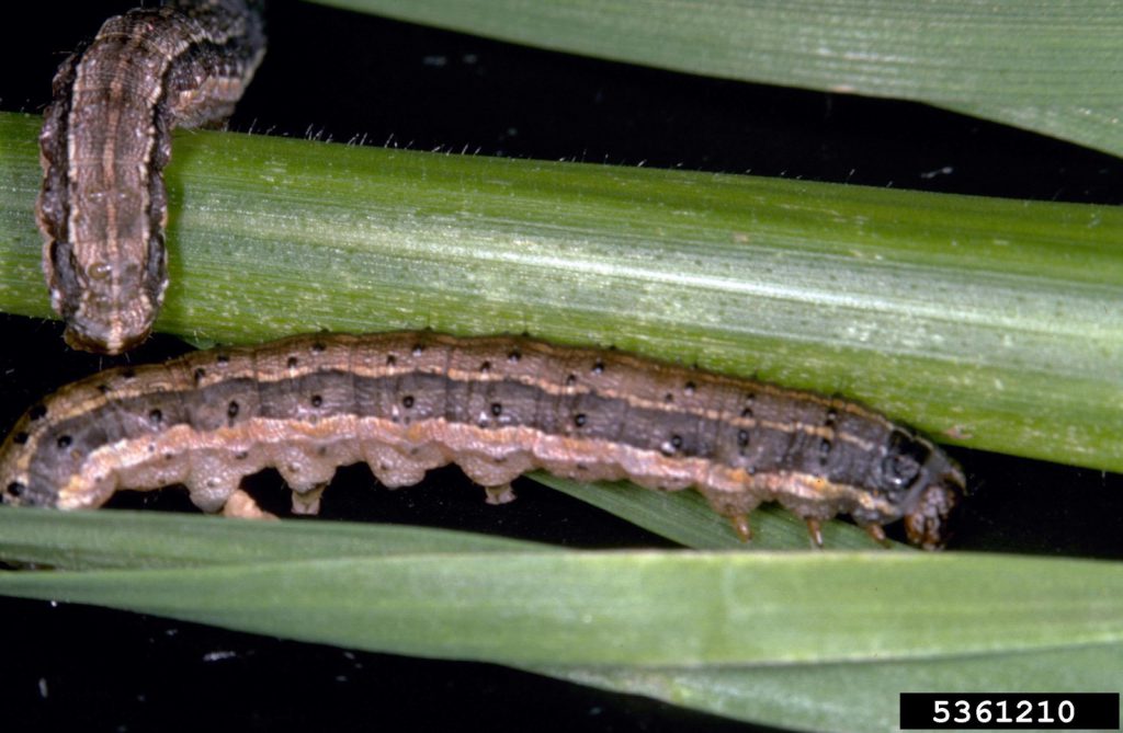 Tropical Sod worms Active in Local Lawns Gardening in the Panhandle