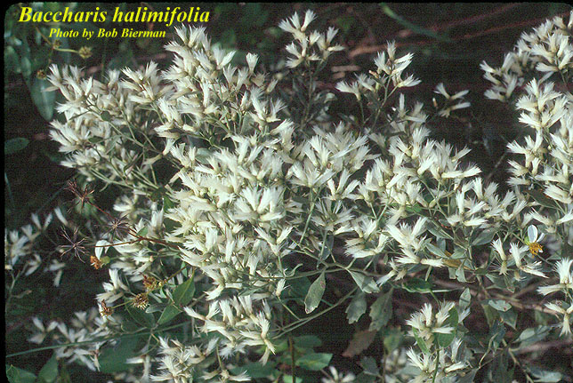 Saltbush–a Native Beauty, of Sorts