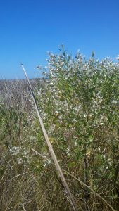 Saltbush seed in "bloom" stands out in a saltmarsh dominated by black needlerush. Photo credit: Zach Schang, FDEP