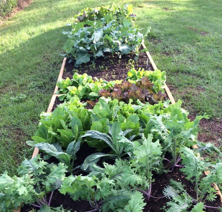 My Fall Vegetable Garden Gardening in the Panhandle