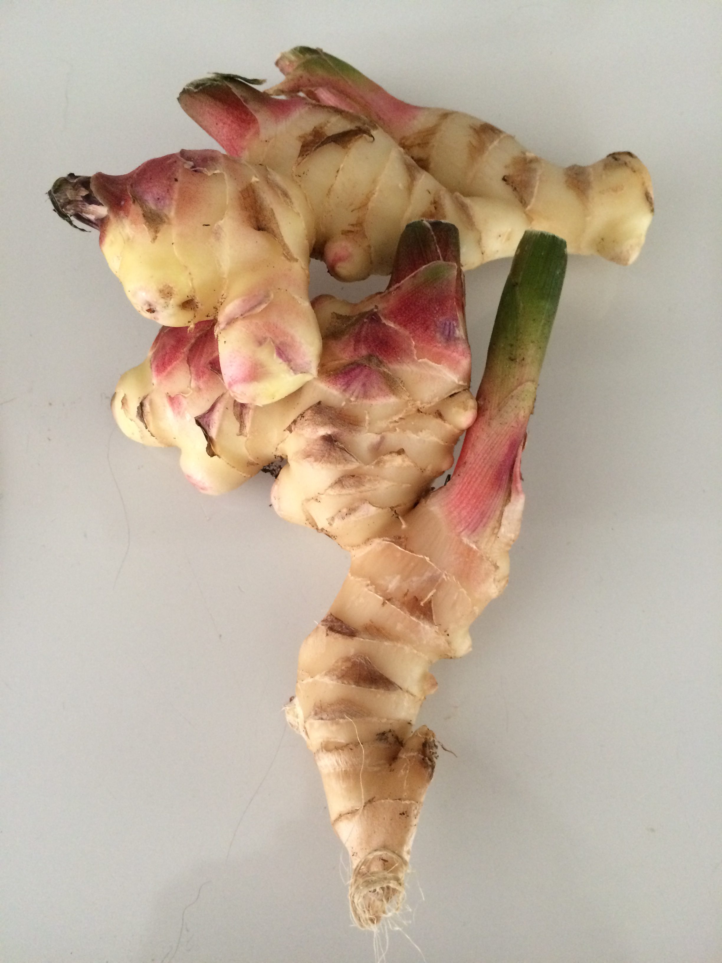 growing-ginger-root-in-north-florida-gardening-in-the-panhandle