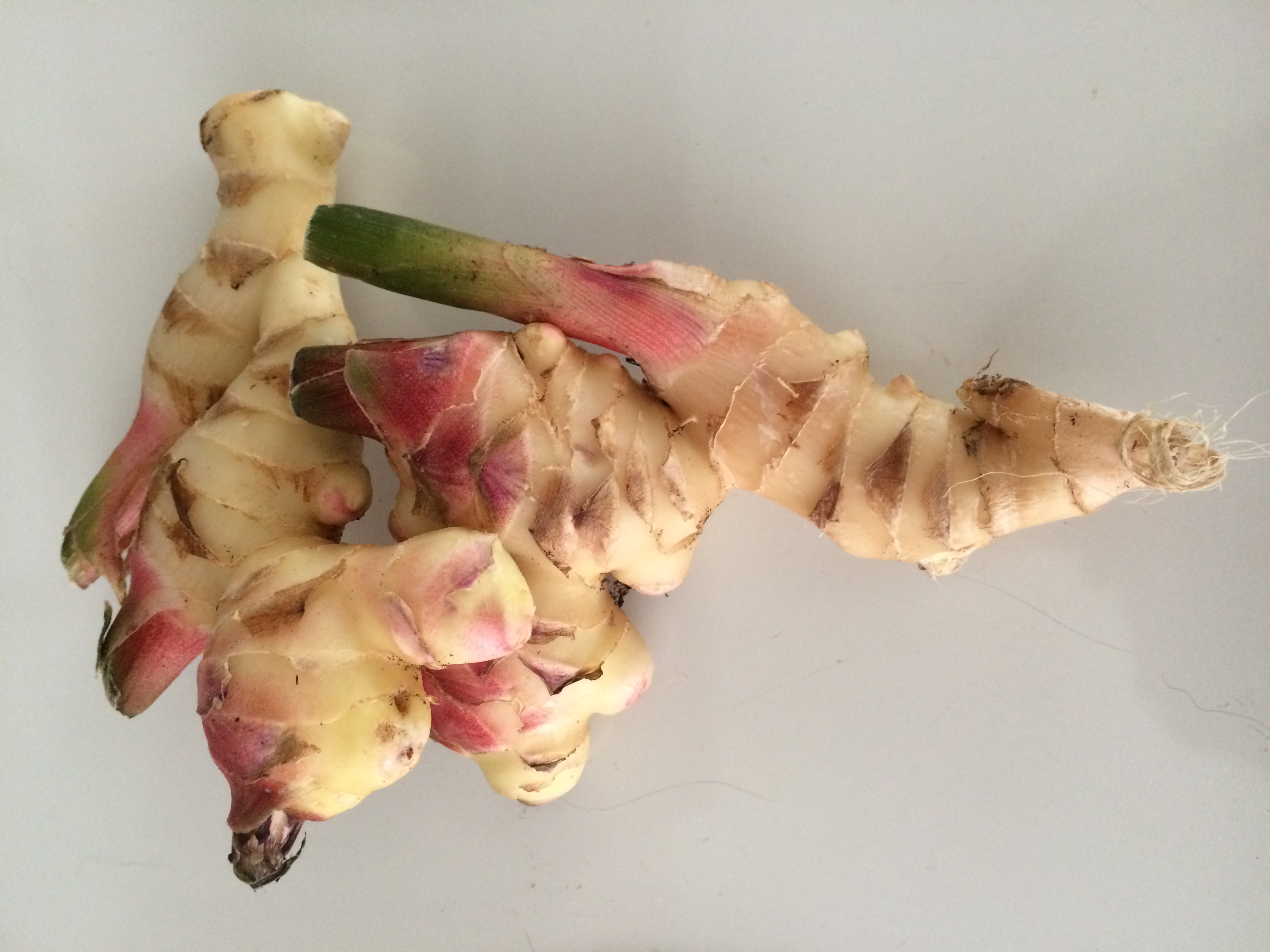 Growing Ginger Root In North Florida Gardening In The Panhandle 