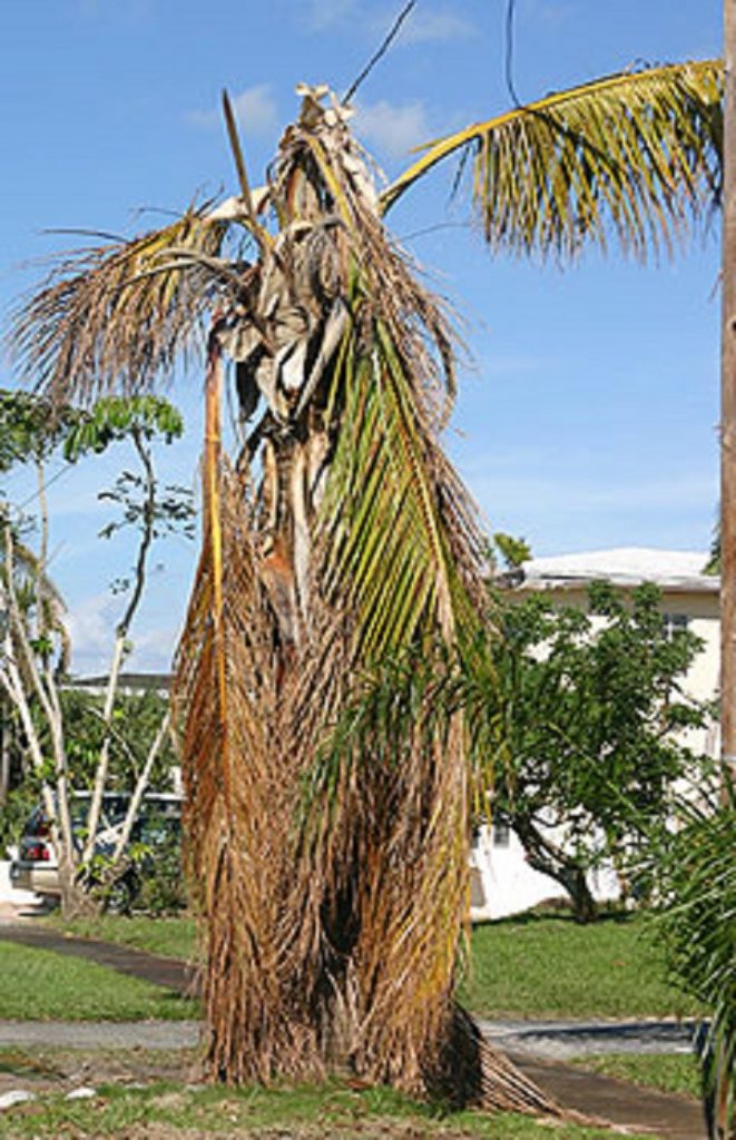 How to Care for Palms After the Storm Gardening in the Panhandle