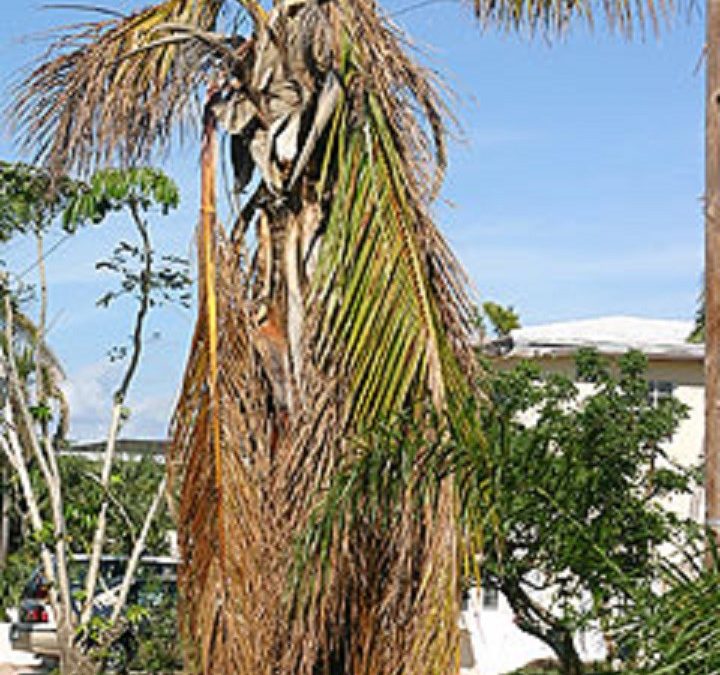 How to Care for Palms After the Storm
