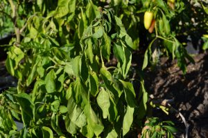 Leaf wilt may indicate more than just dry soil. Photo by Beth Bolles