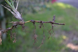 Too much water can cause roots to decay, preventing the uptake of water. Photo by Beth Bolles