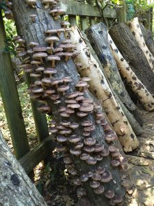When the shiitakes are ready to fruit, arrange the logs so that the mushrooms can easily be harvested. Photo by Stephen Hight. 