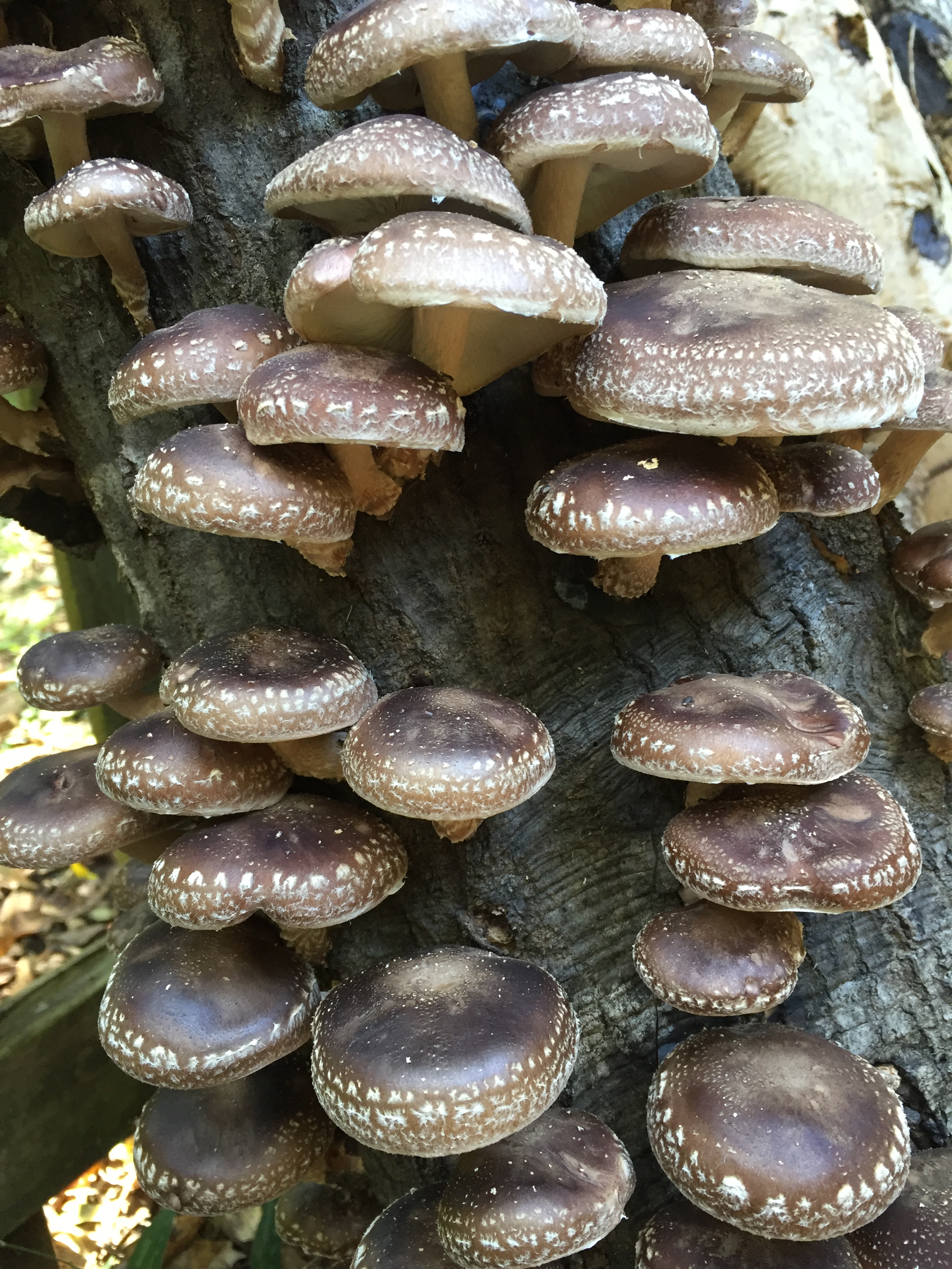 Mushrooms Shitake