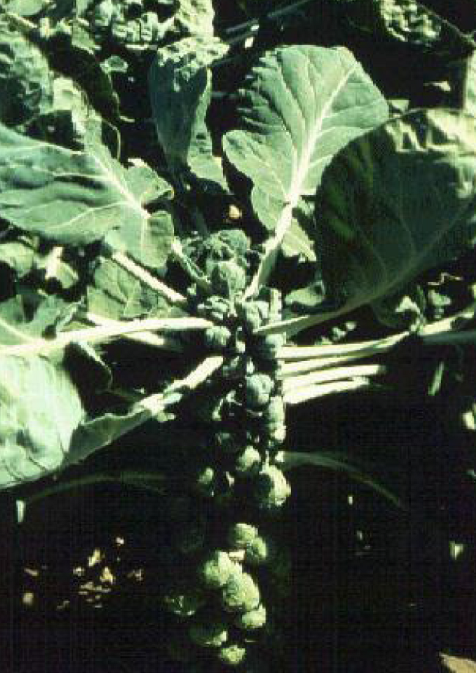 Brussels Sprouts Can Change Gardening Minds,….and Taste Buds