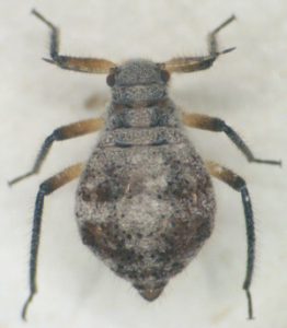 coniferaphid