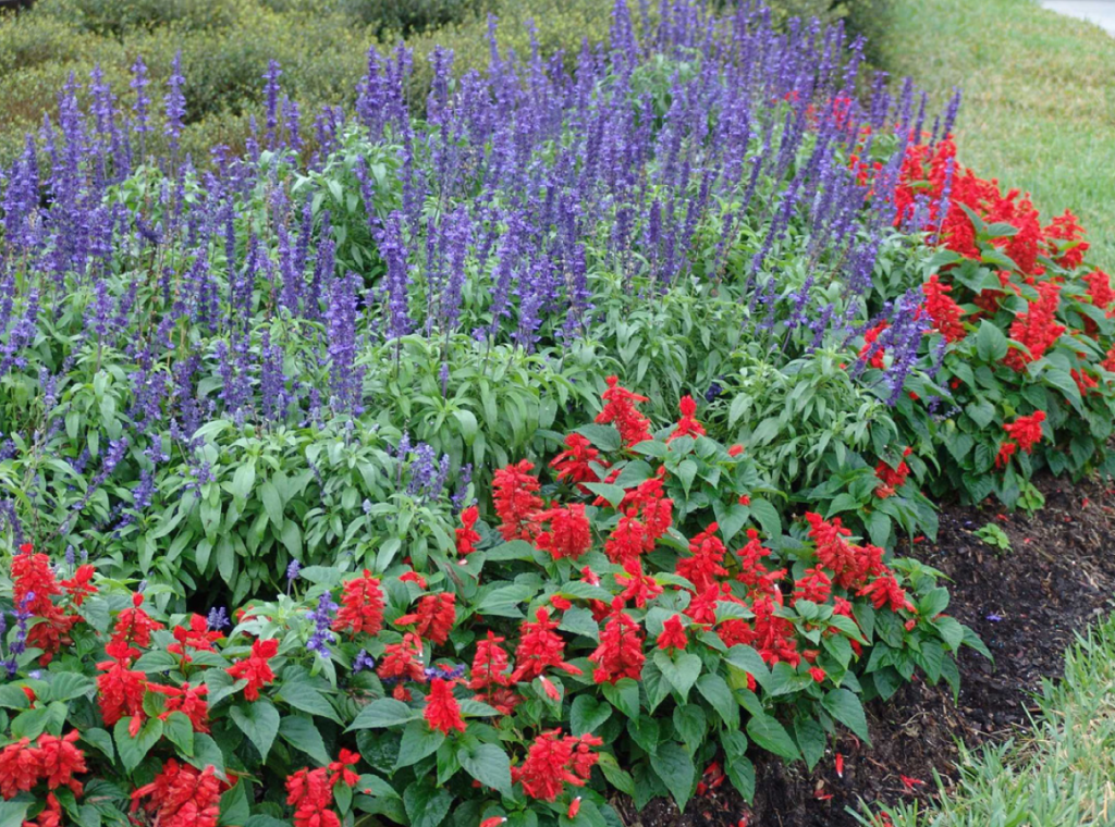 Annual Bedding Plants This Time of Year? | Gardening in the Panhandle