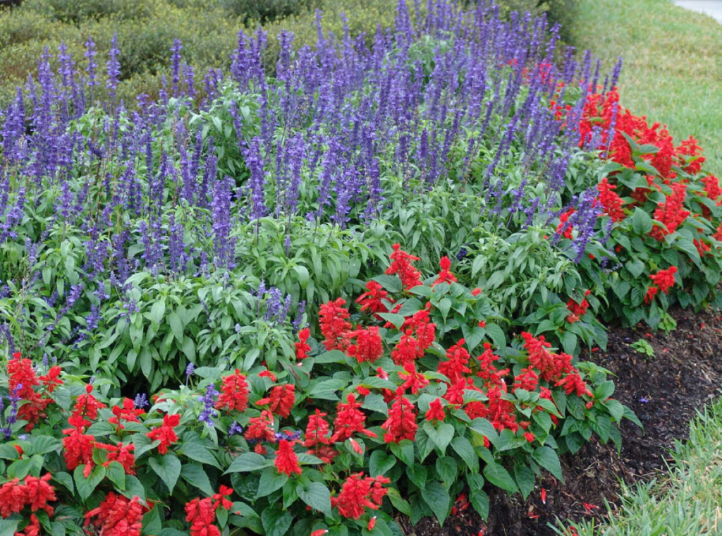 Annual Bedding Plants This Time Of Year Gardening In The Panhandle