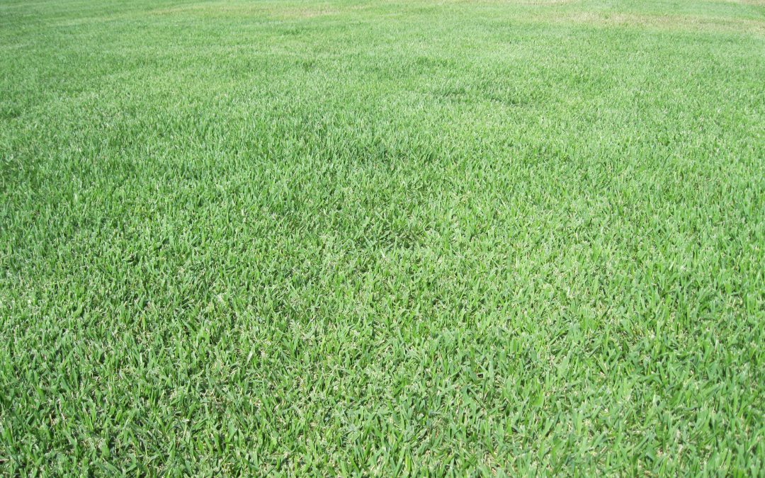Rebounding a Lawn in Decline May Start with a Simple Fix