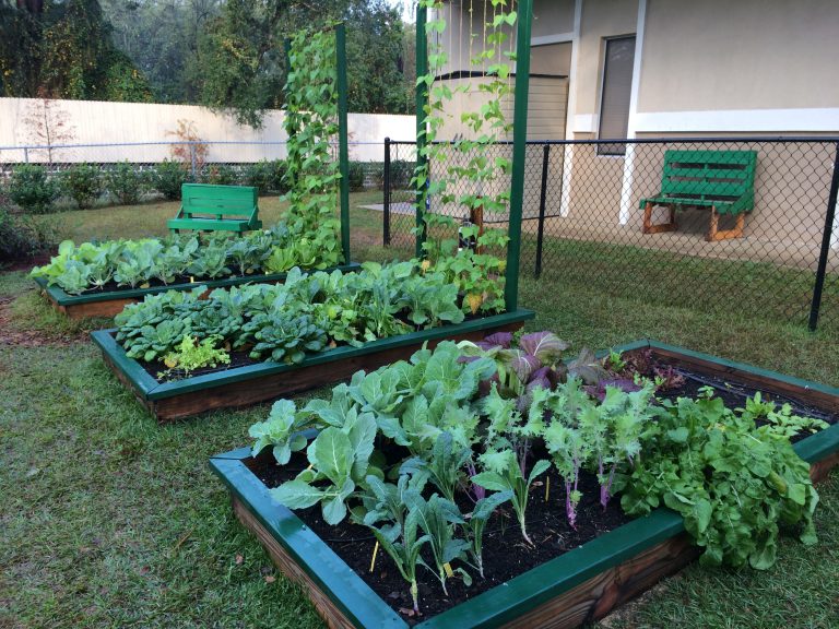 Raised Bed Gardening 101 | Gardening in the Panhandle