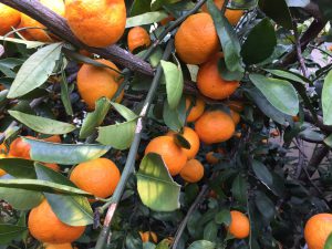 Citrus: Bearing Branches. Image Credit Matthew Orwat, UF/IFAS