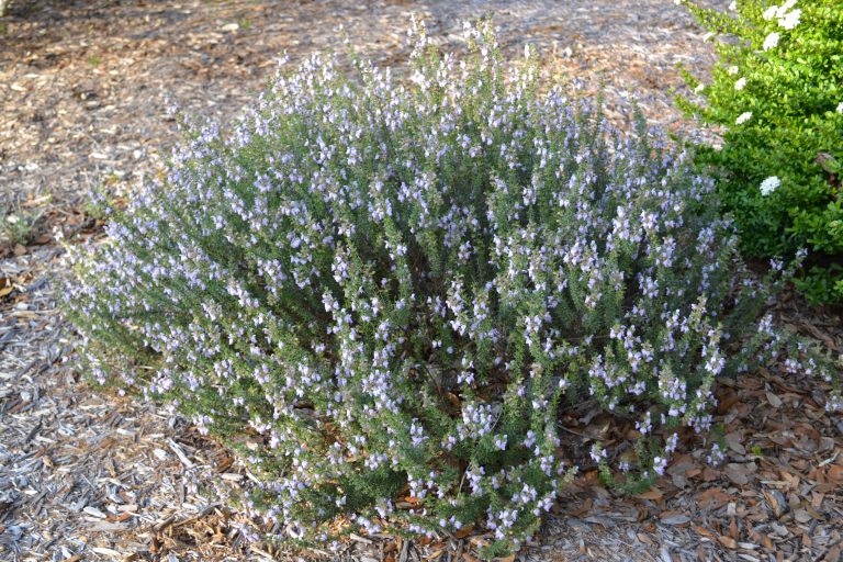False rosemary Gardening in the Panhandle