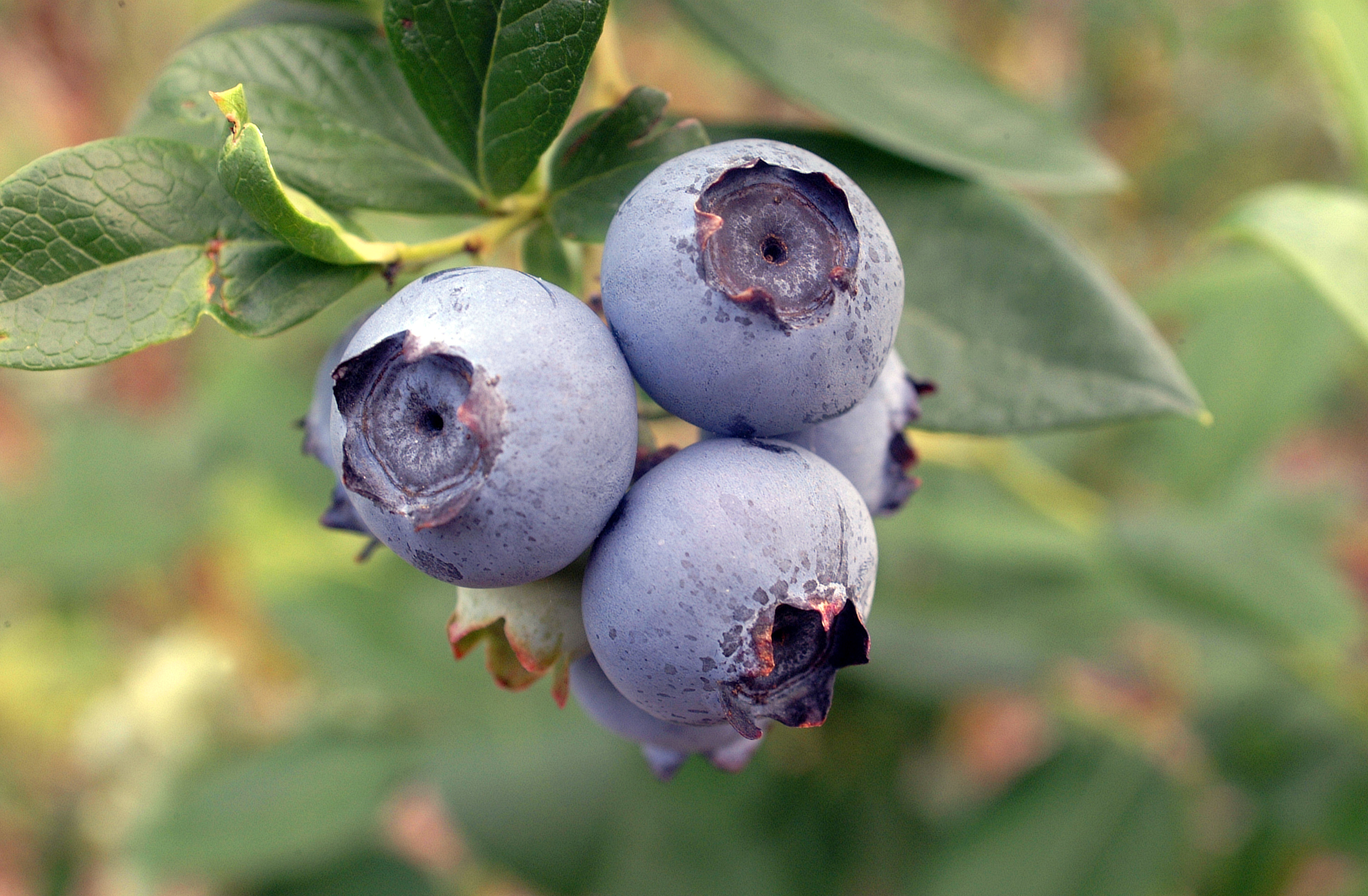 Love Blueberries? Thank the Blueberry Bee!