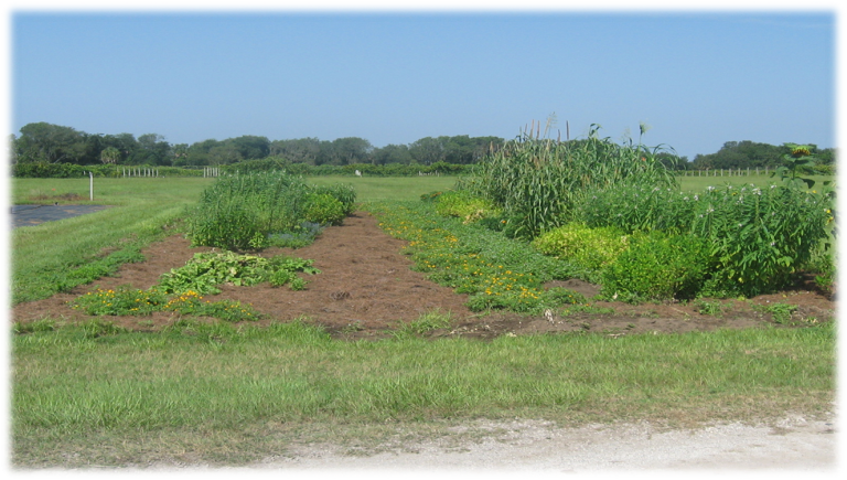 Increase Crop Diversity to Improve Your Garden | Gardening in the Panhandle