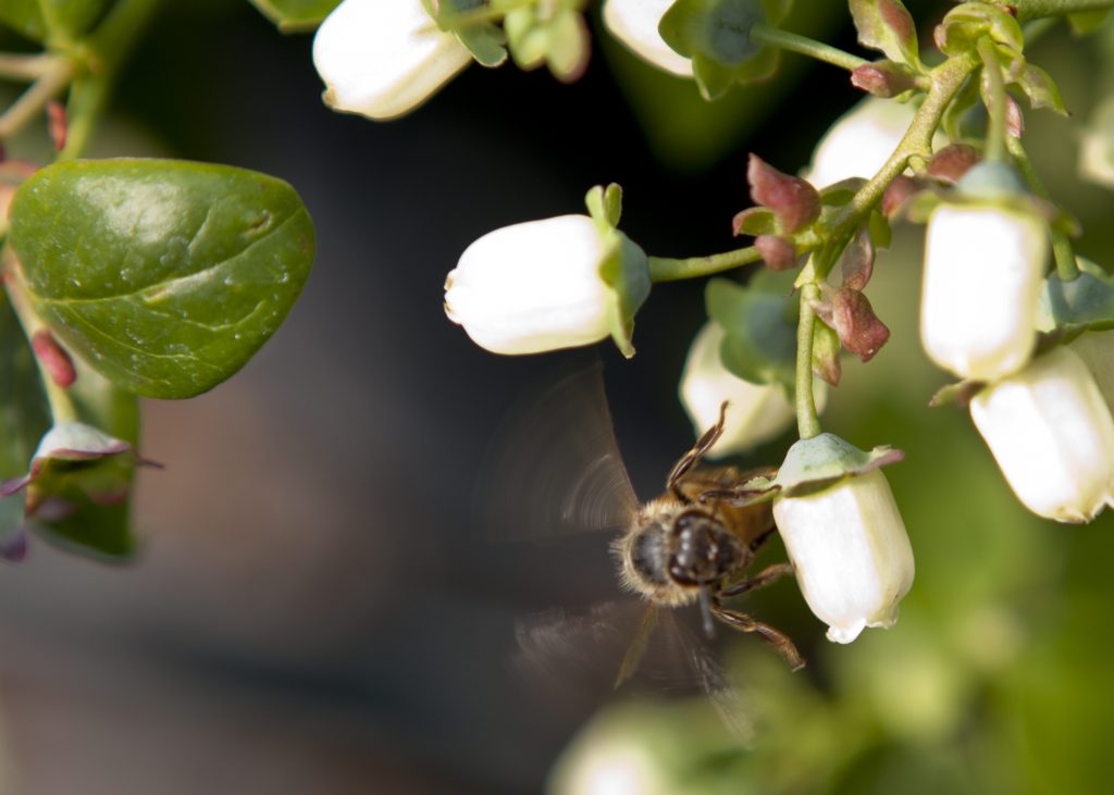 Love Blueberries? Thank the Blueberry Bee! Gardening in the Panhandle