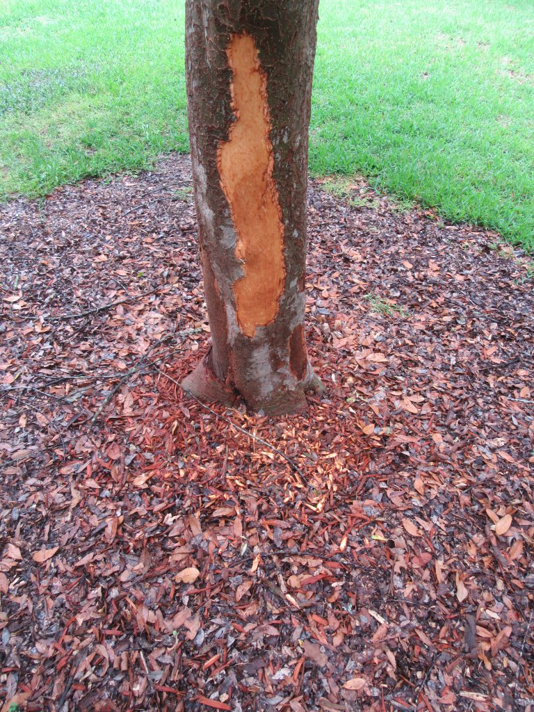 Squirrel bark stripping damage on a Chinese elm.