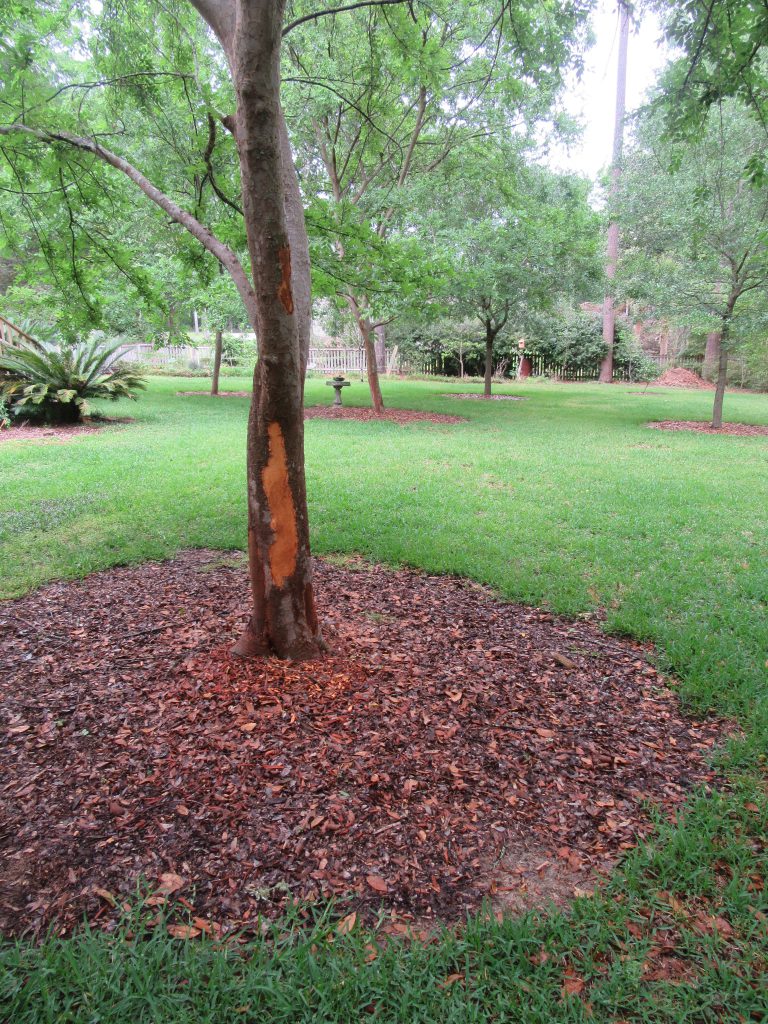 Bark Stripping Squirrels Gardening in the Panhandle