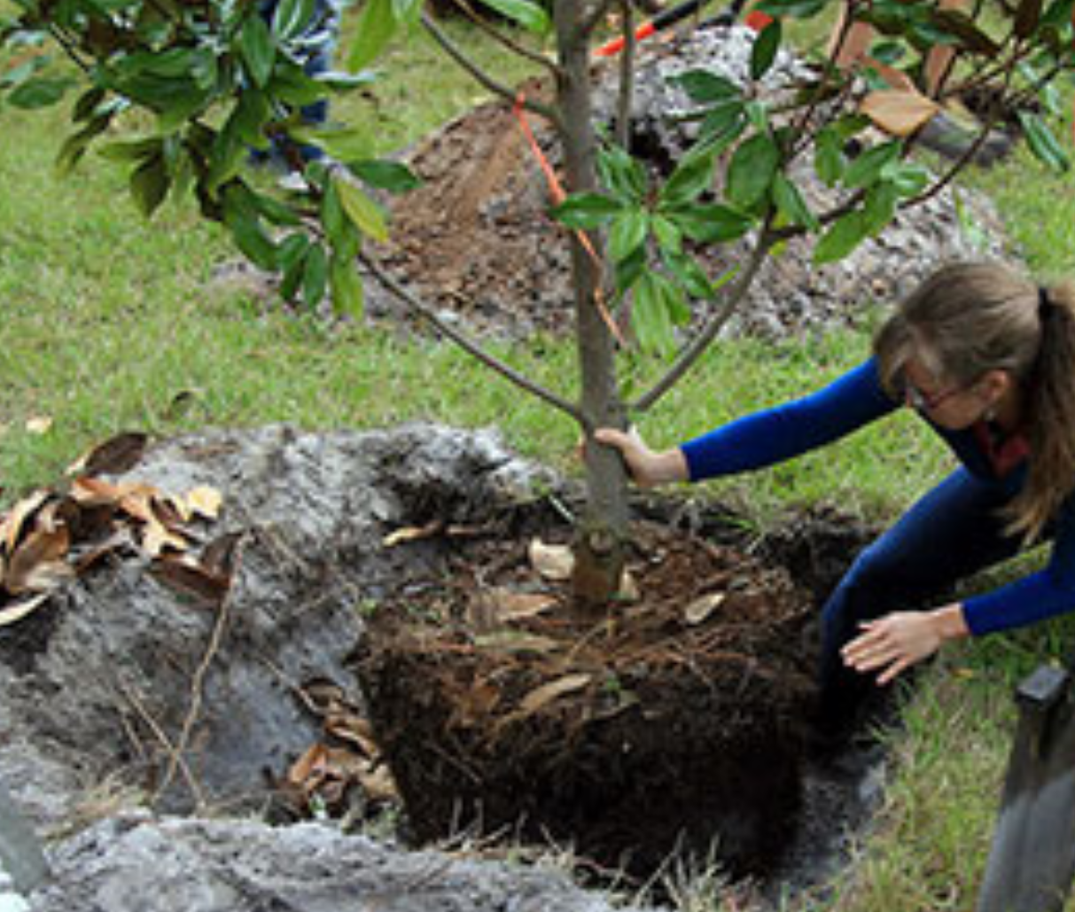 Tree Planting Tips