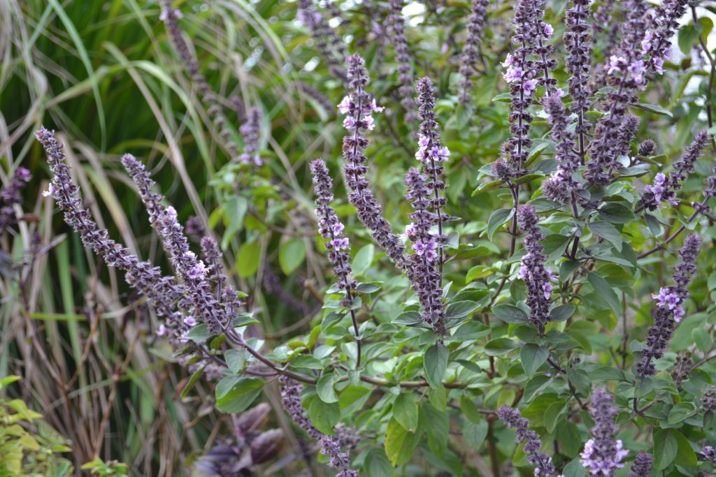 African Blue Basil A Pollinator Favorite Gardening in the Panhandle