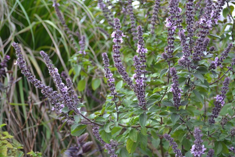 African Blue Basil A Pollinator Favorite Gardening in the Panhandle