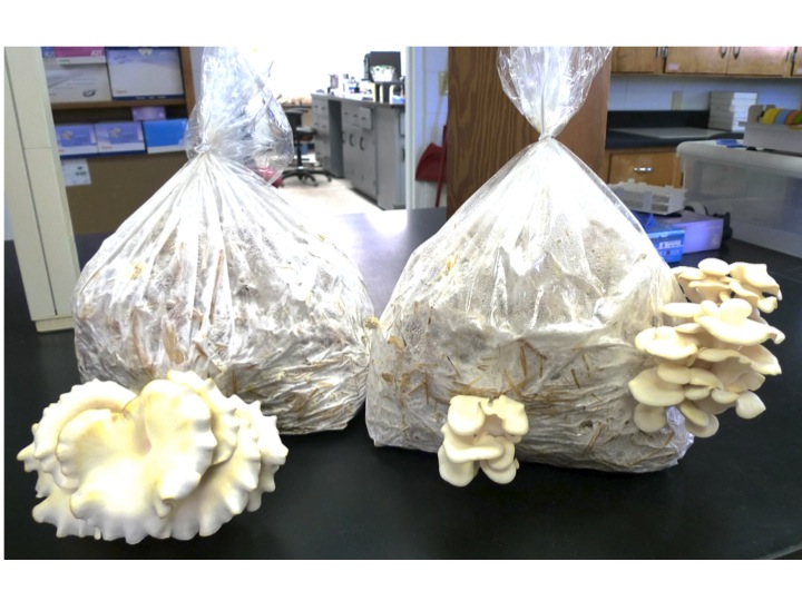 Healthy and Delicious, Oyster Mushrooms Can be Grown at Home