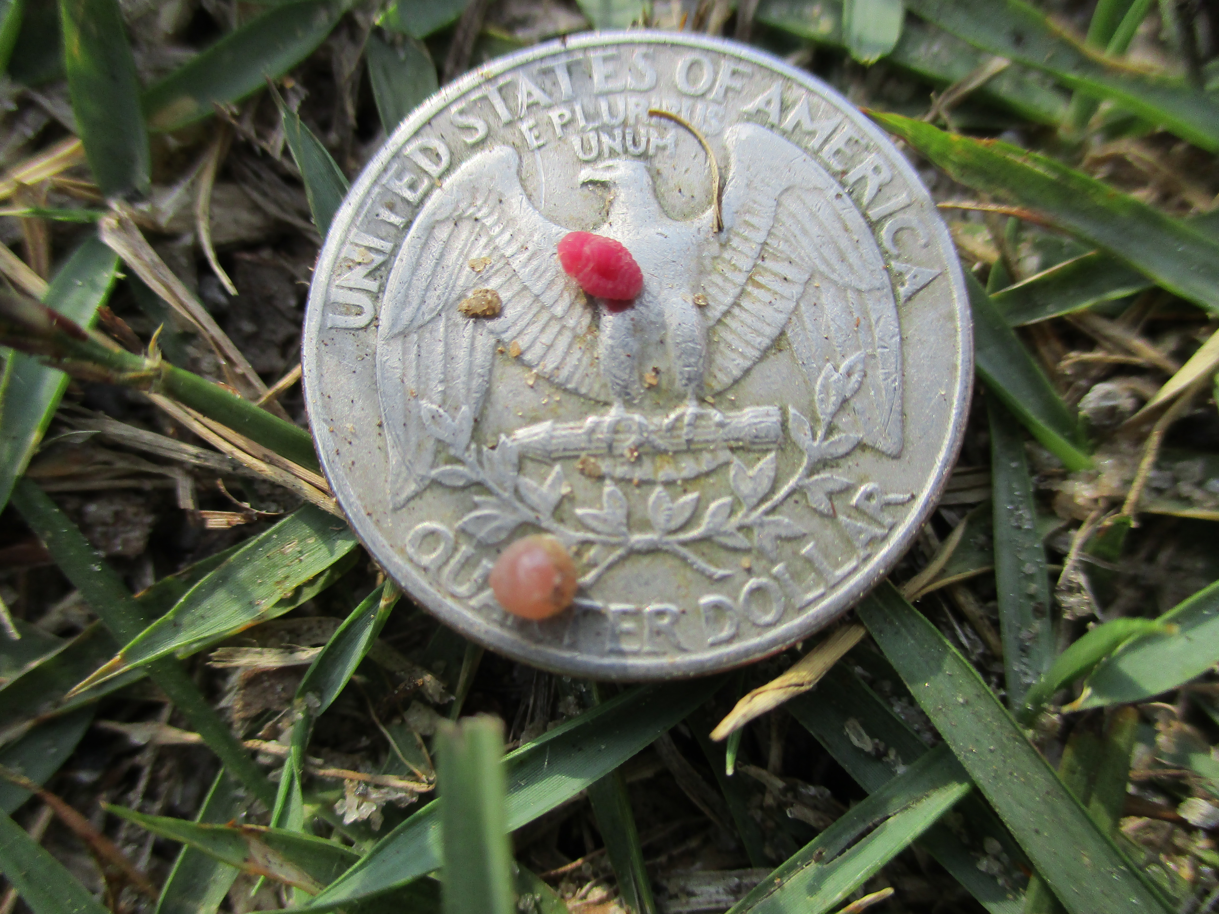 Video Feature:  Ground Pearls in a North Florida Lawn
