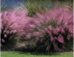 Ornamental Grass Pruning – A Winter Task