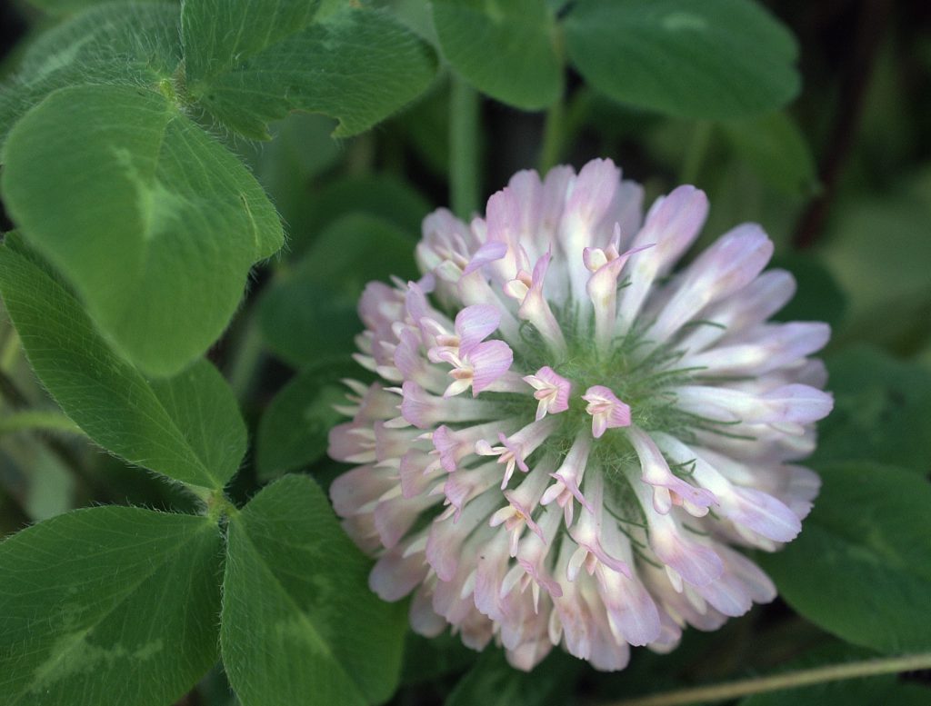 clover flower