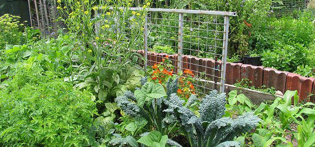 a mix of vegetable plants