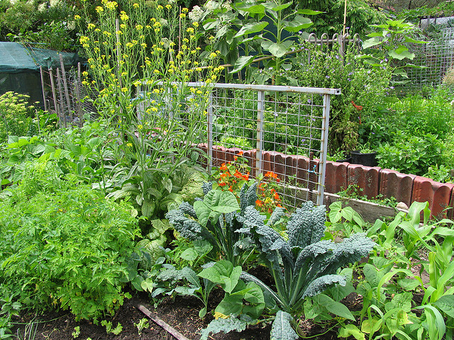 a mix of vegetable plants