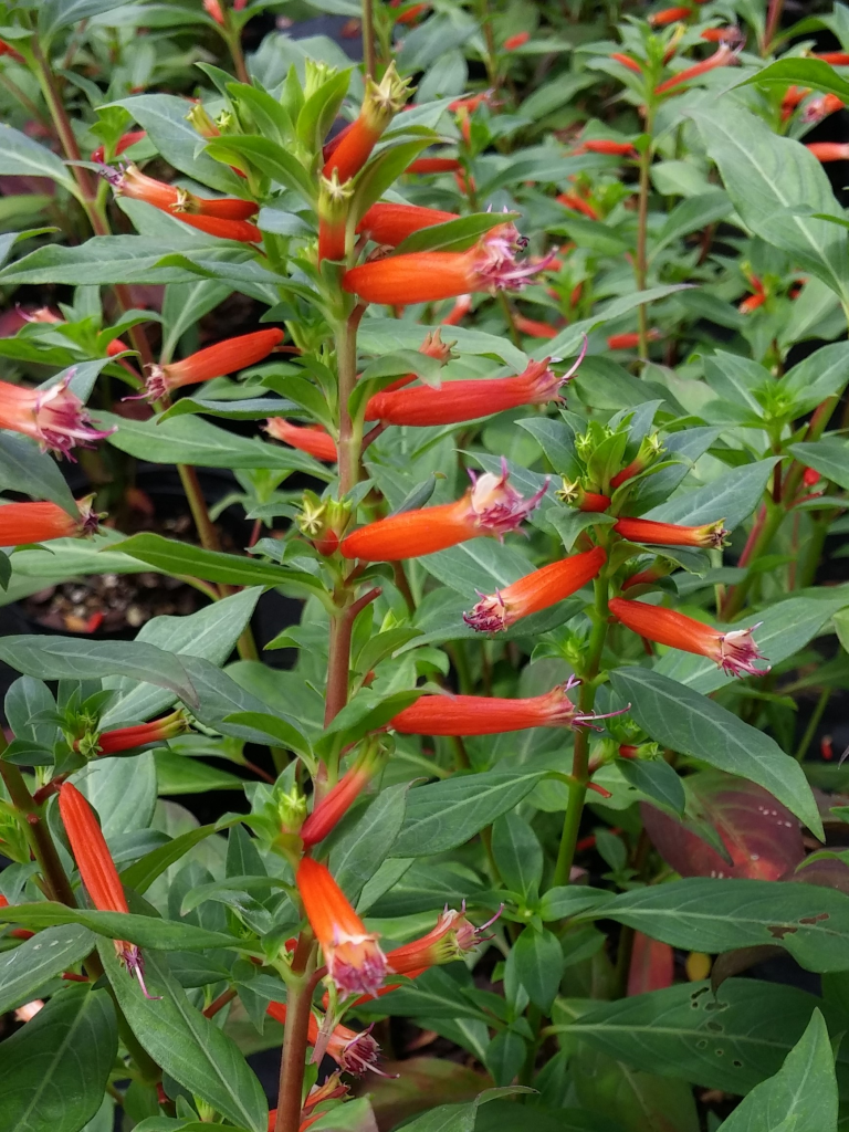 Plant Cupheas for Summer Flowers, Hummingbirds, and More | Gardening in ...