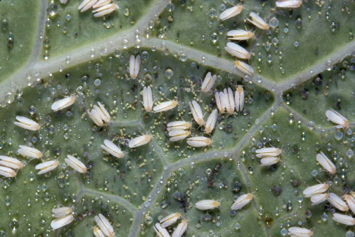Whitefly adults and eggs.