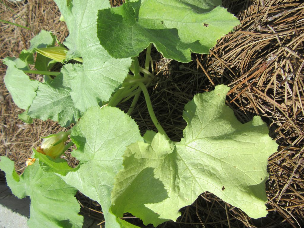 Pale squash leaves due to feeding from whiteflies. 