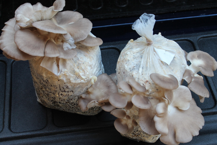 Mushroom Growing Workshop – November 18