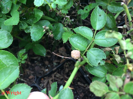 Be on the Lookout for Rose Crown Gall | Gardening in the Panhandle